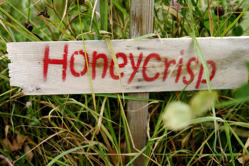 honeycrisp