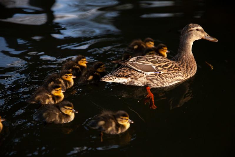 Mama and baby ducks