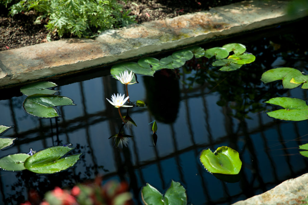 lily pads with white lotus flower