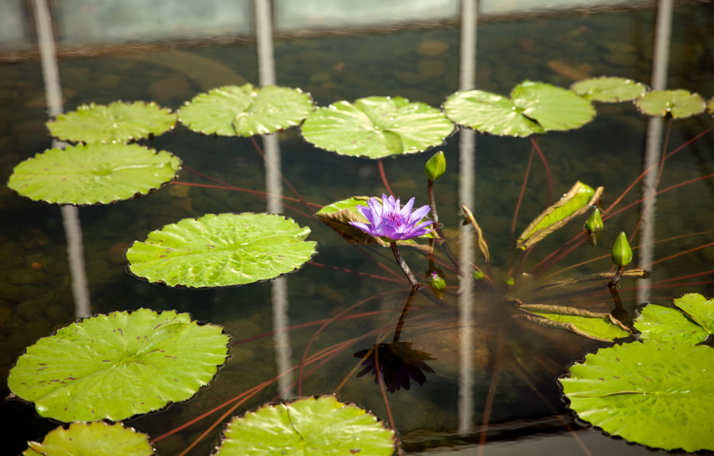 lily pads with purple lotus flower