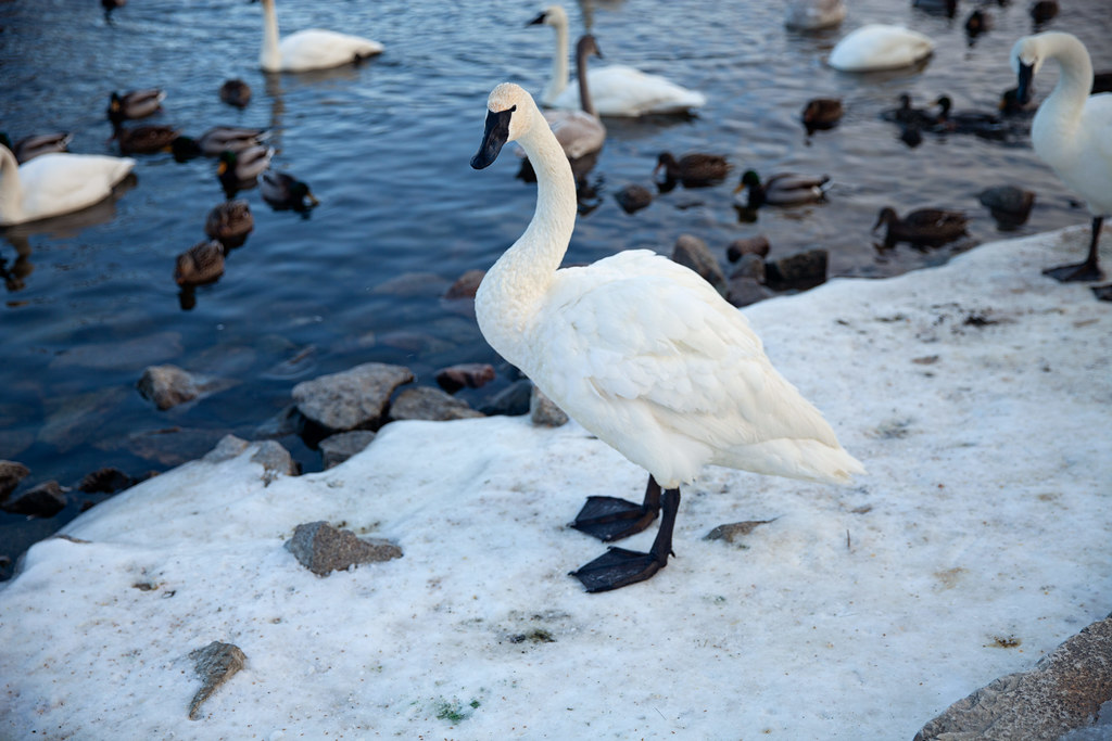 Swan on snowbank