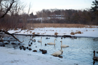 snowbanks and water with swans and ducks