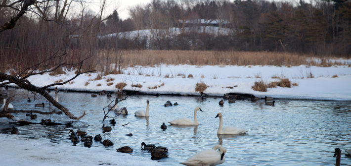 snowbanks and water with swans and ducks