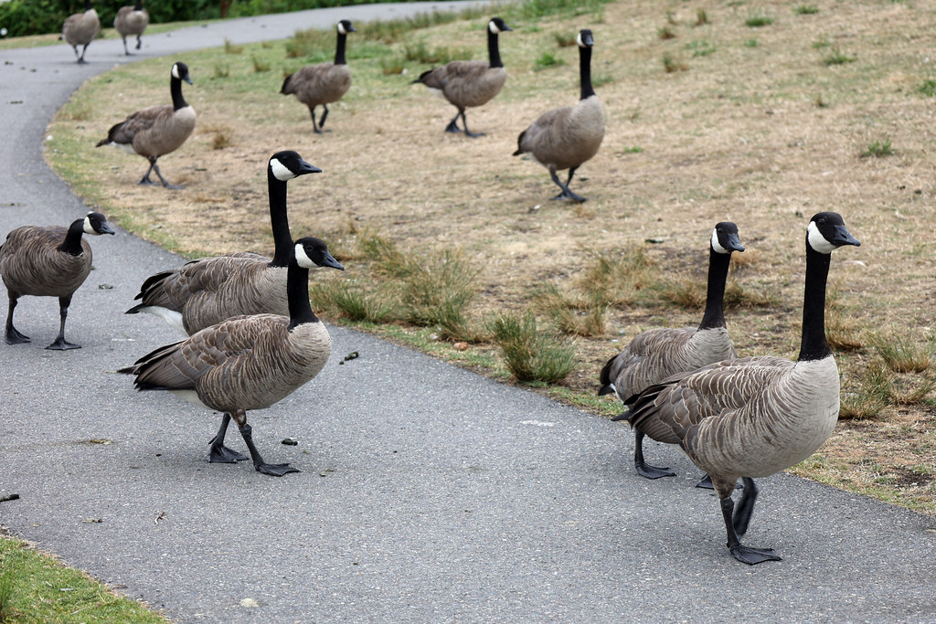 A flock of geese walking on Gas Works island