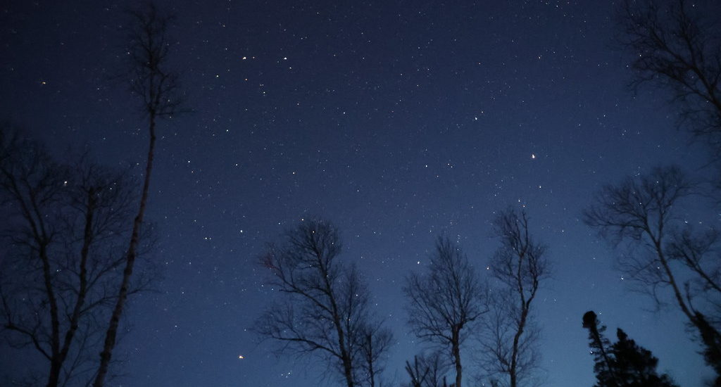 Starry night sky with trees