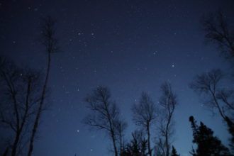 Starry night sky with trees