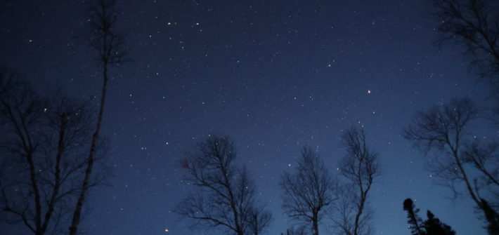 Starry night sky with trees